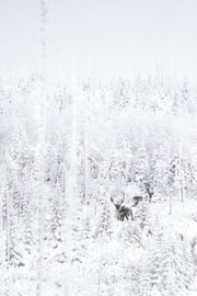 Caribou forestier 003