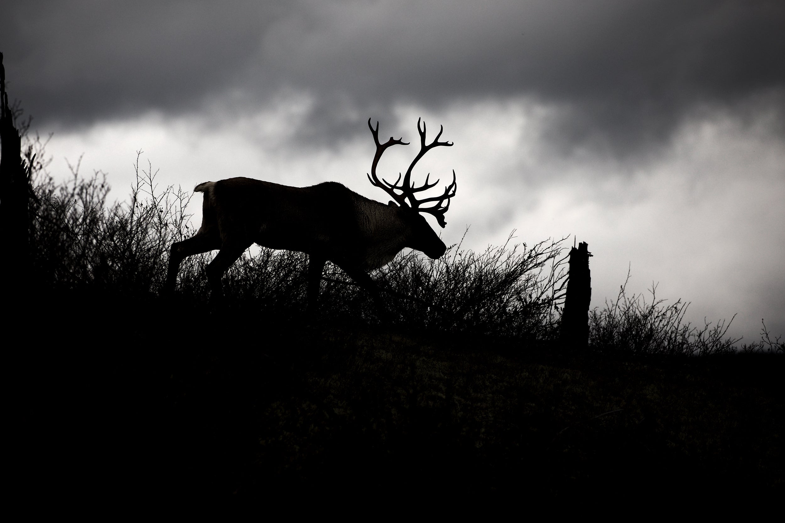 Caribou forestier 004