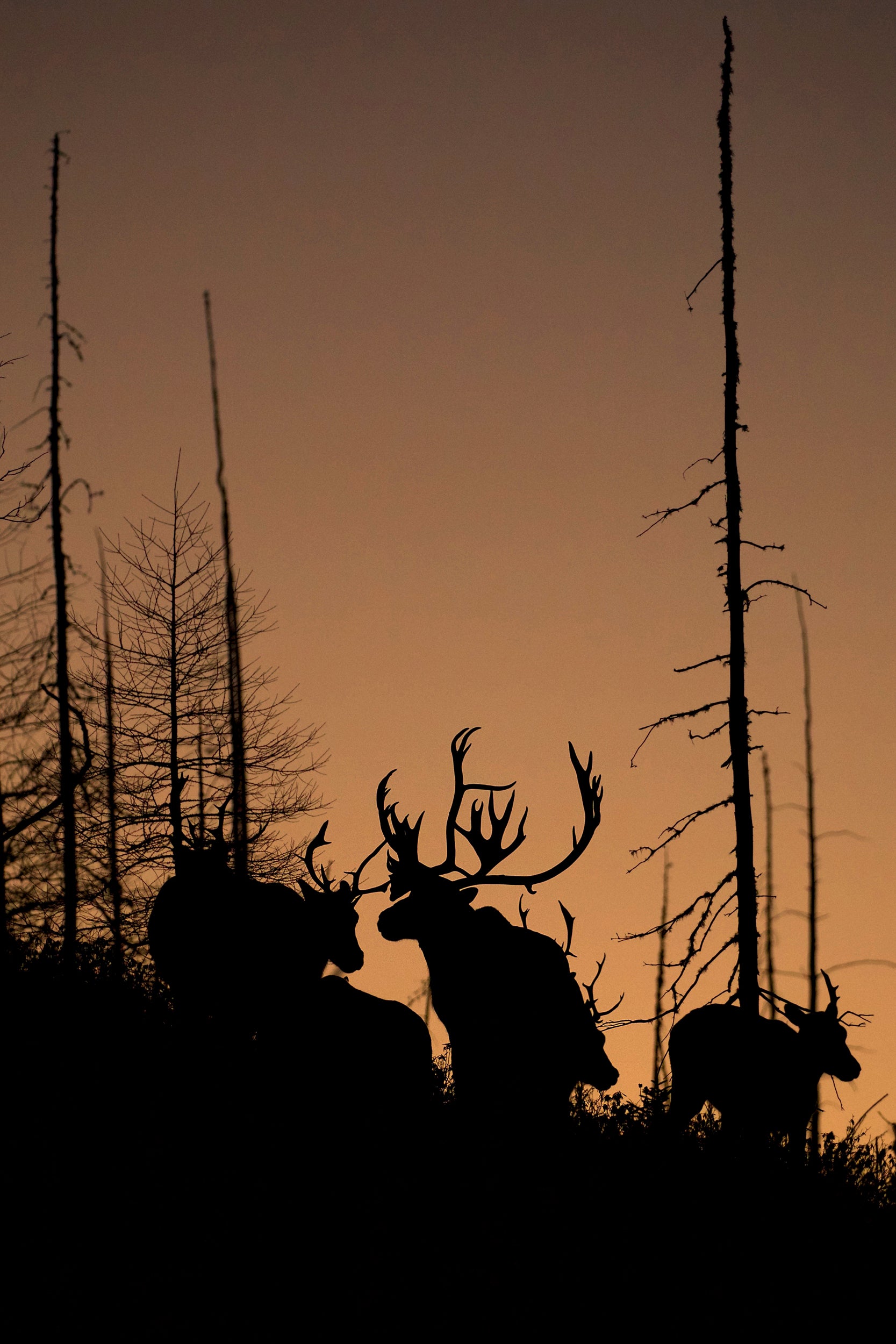 Caribou forestier 005