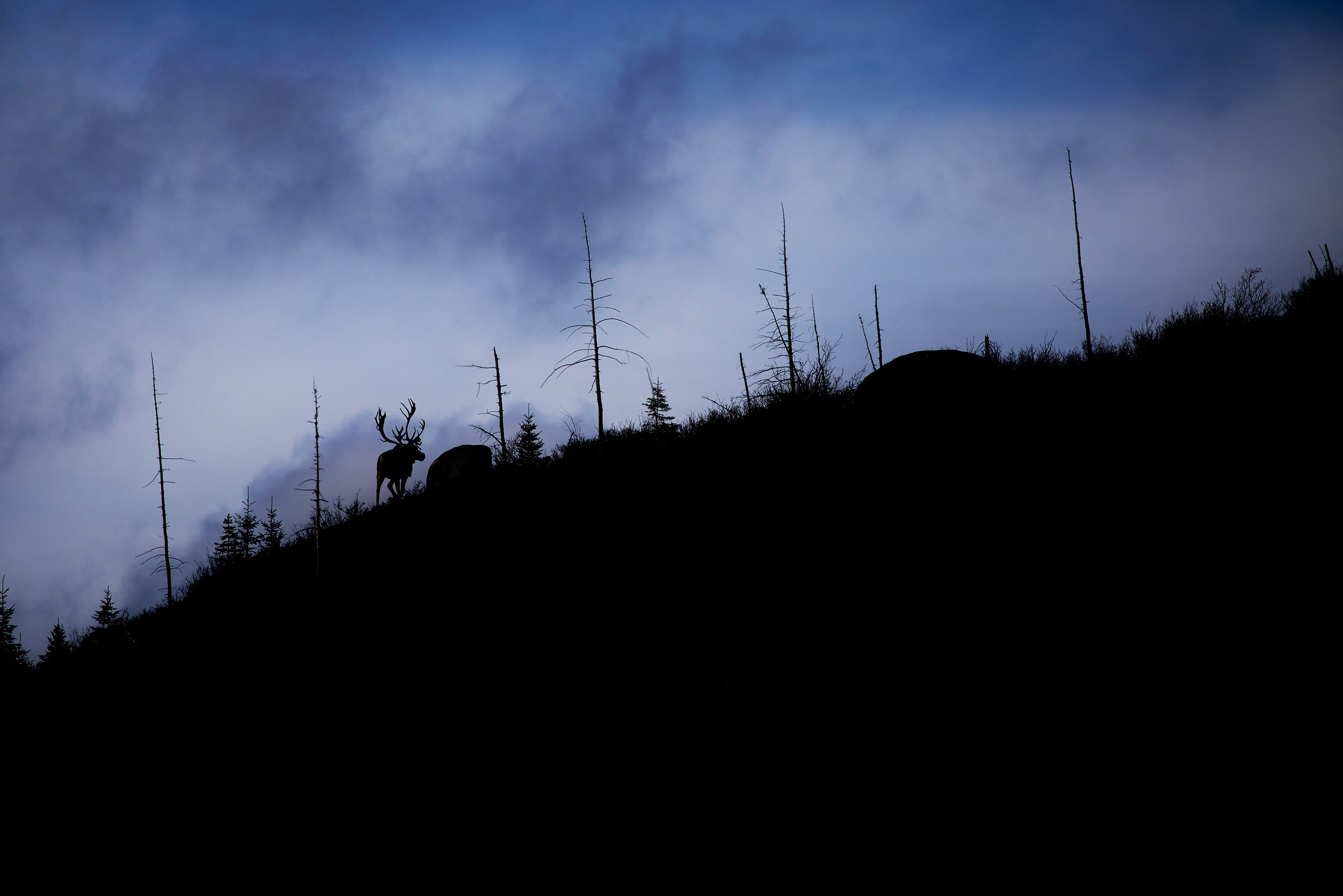 Caribou forestier 006