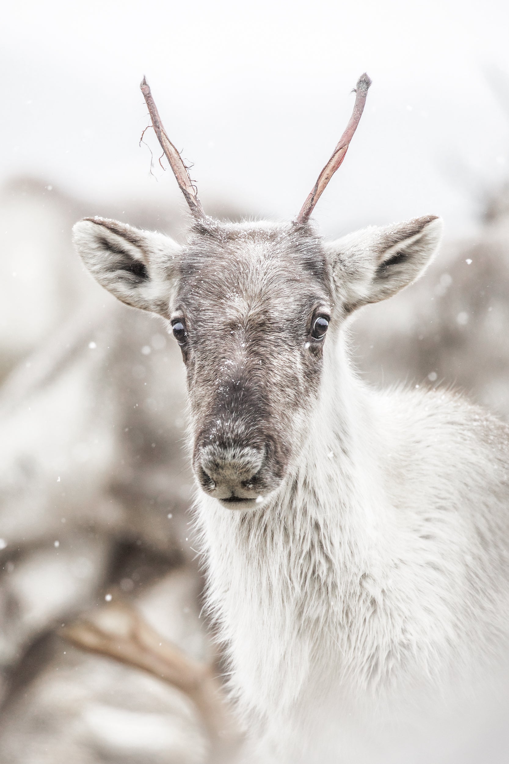 Caribou forestier 007