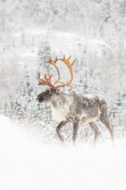 Caribou forestier 008