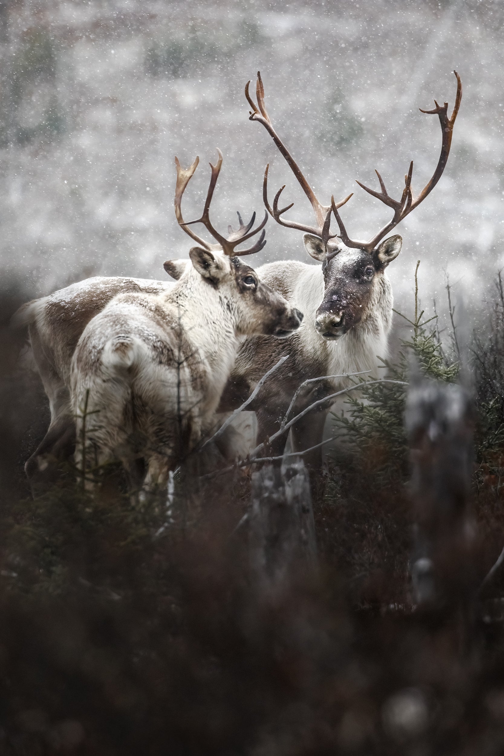 Caribou forestier 009