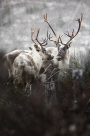 Caribou forestier 009