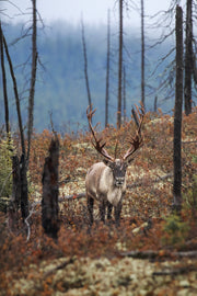 Caribou forestier 011