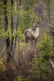 Caribou forestier 012