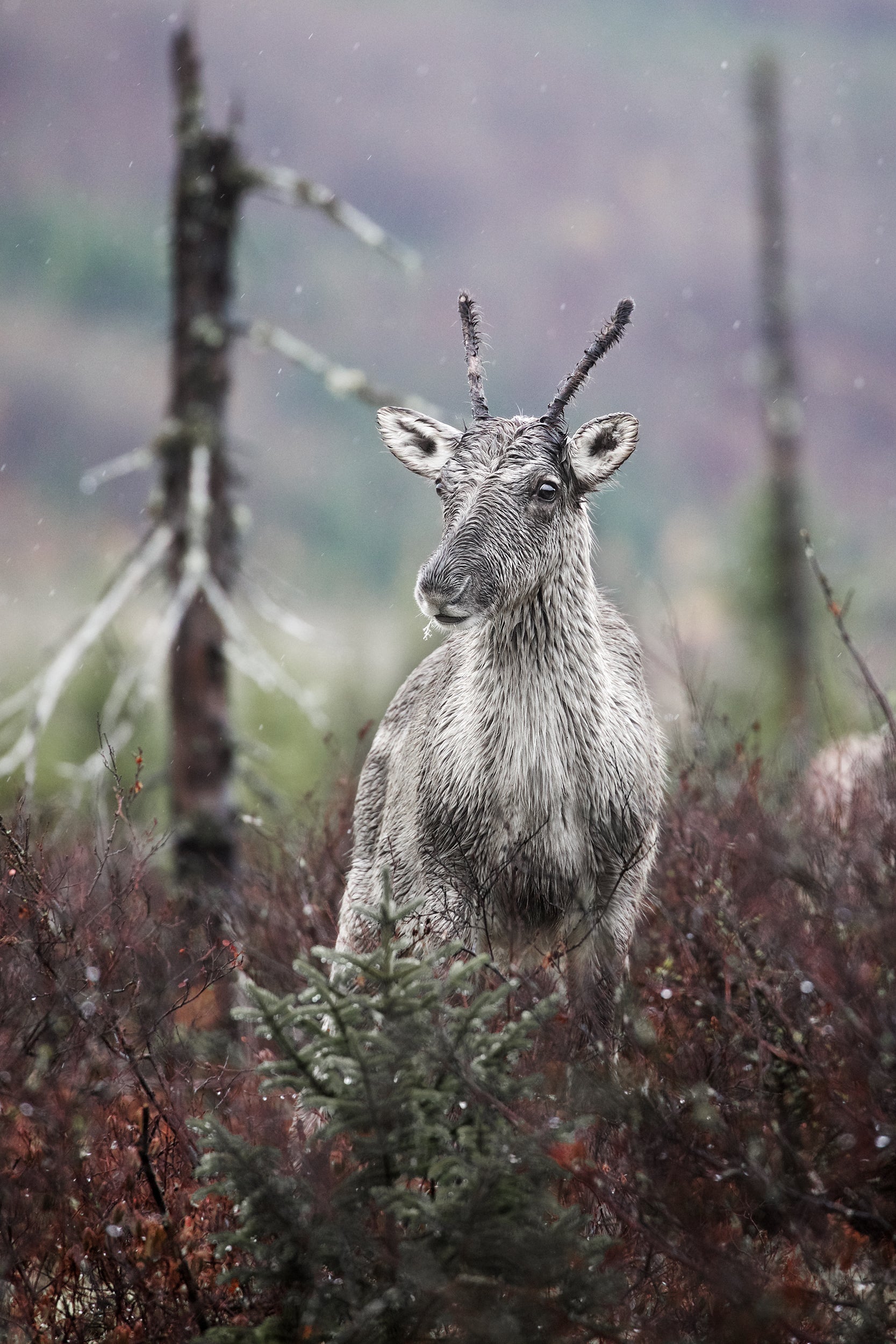 Caribou forestier 016