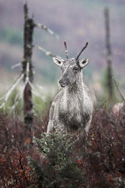 Caribou forestier 016