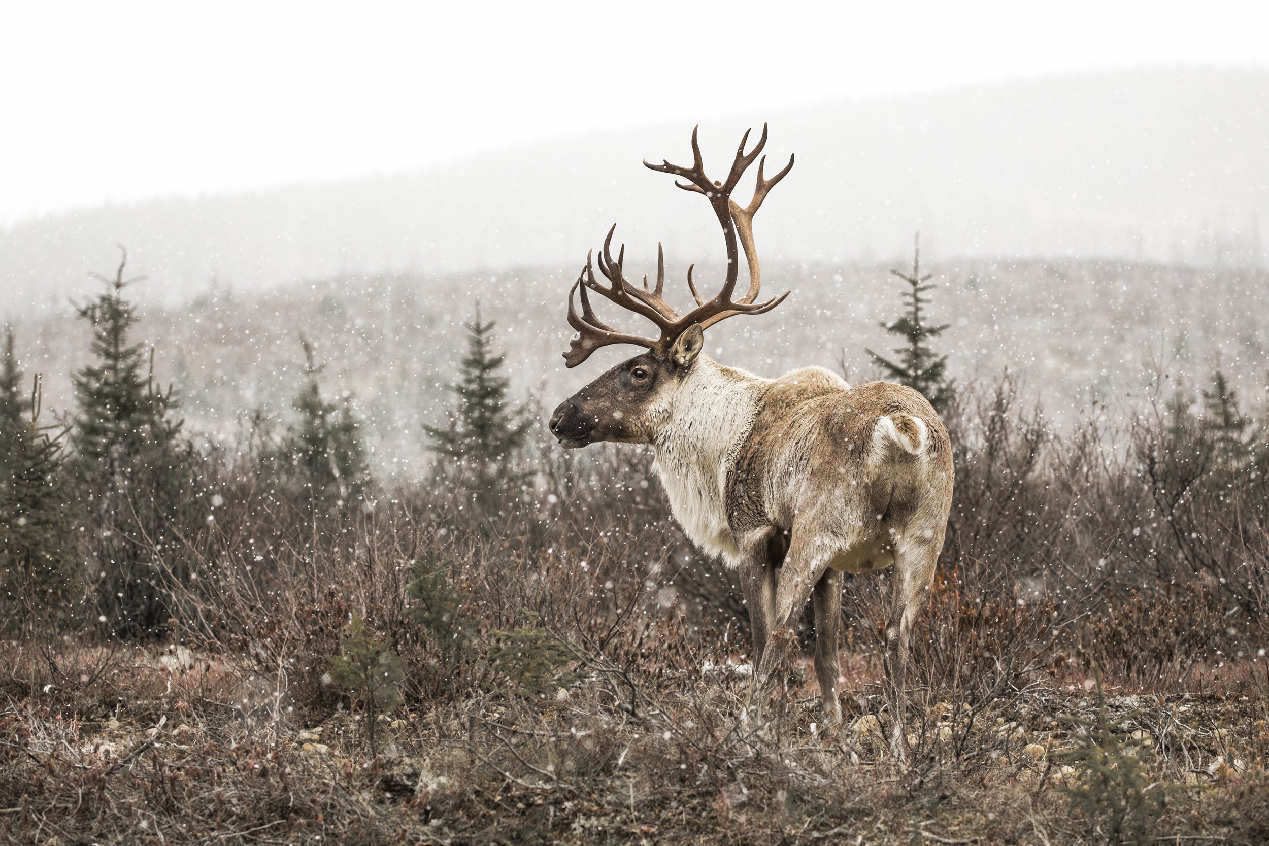 Caribou forestier 021