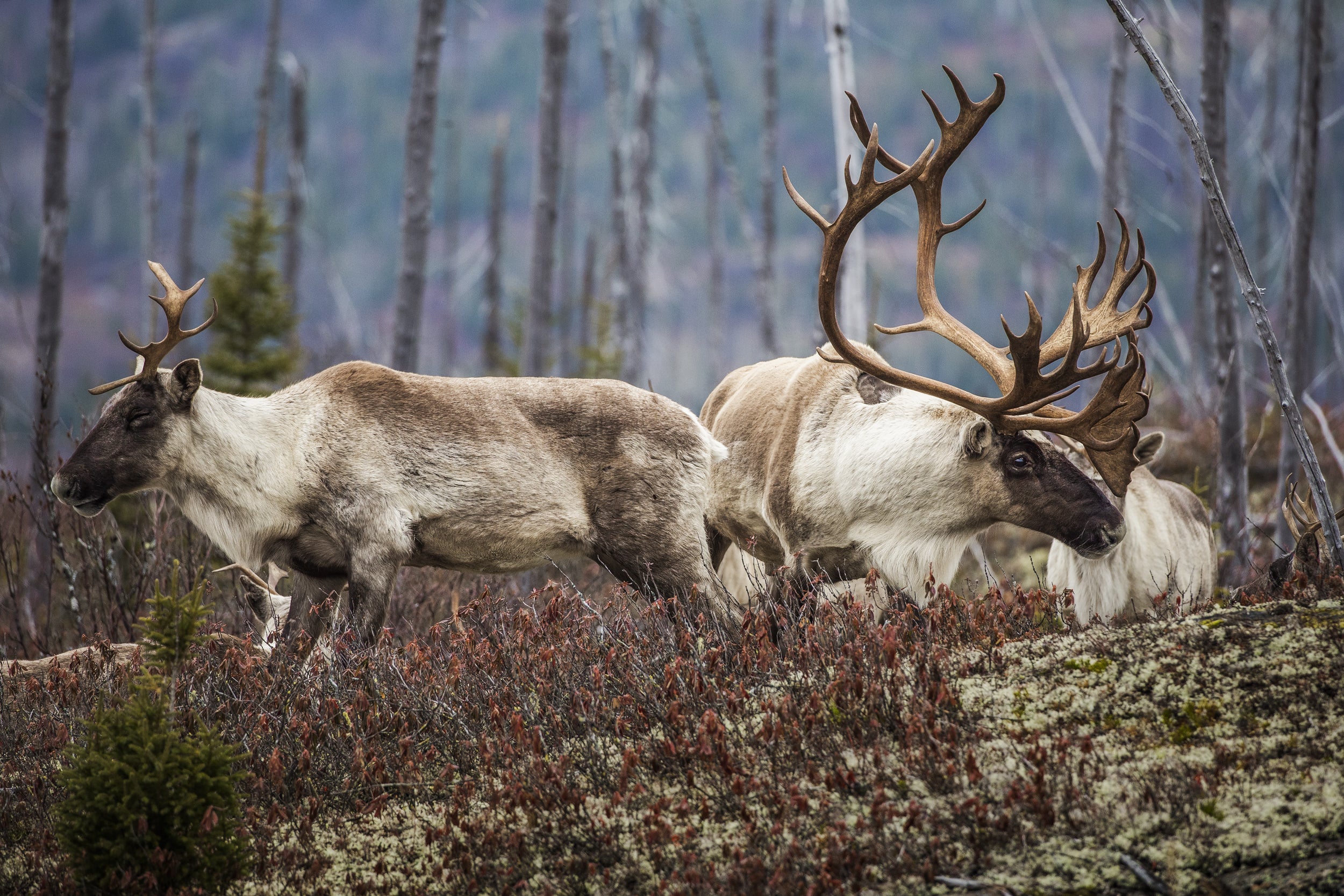 Caribou forestier 022