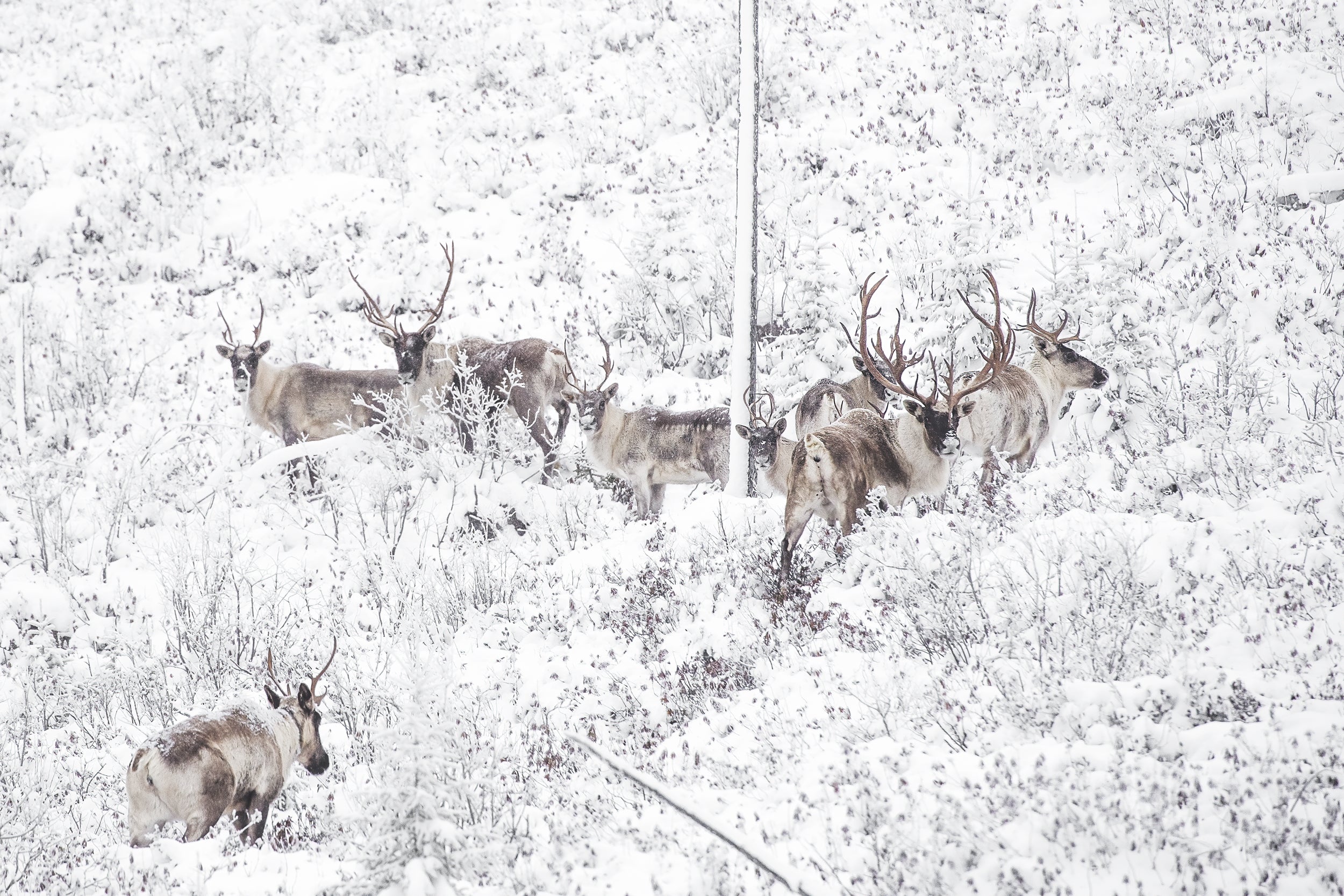 Caribou forestier 023