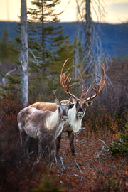 Caribou forestier 026