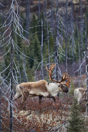 Caribou forestier 027