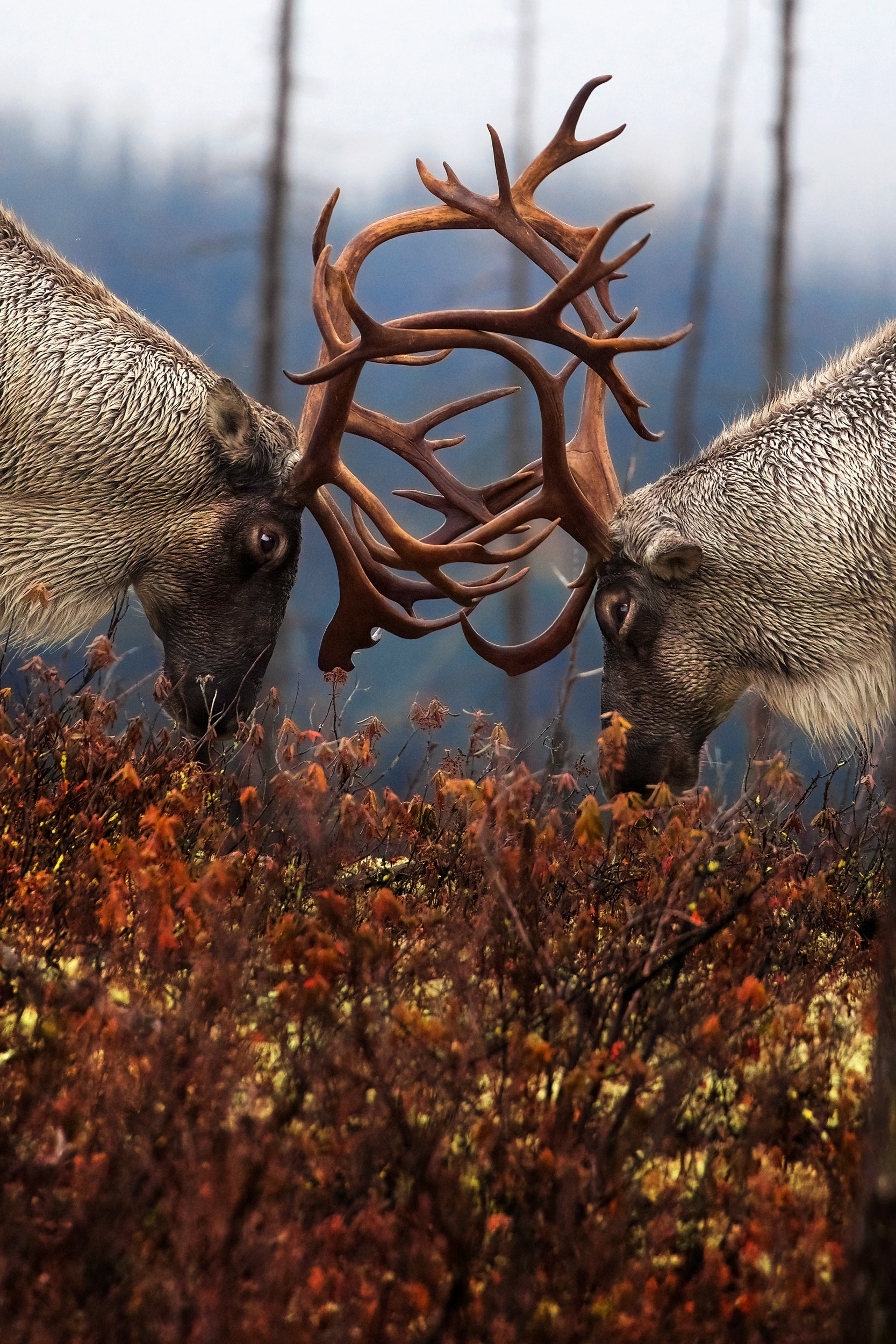 Caribou forestier 028