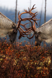 Caribou forestier 028