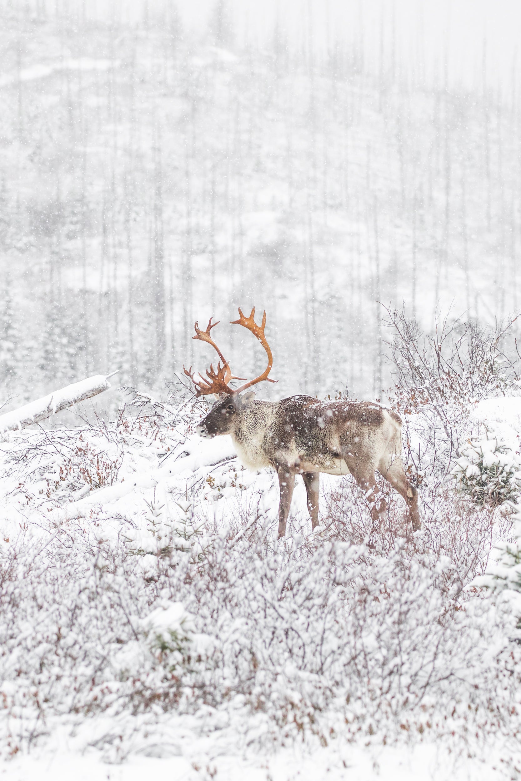 Caribou forestier 033
