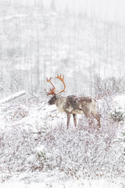 Caribou forestier 033