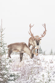 Caribou forestier 034