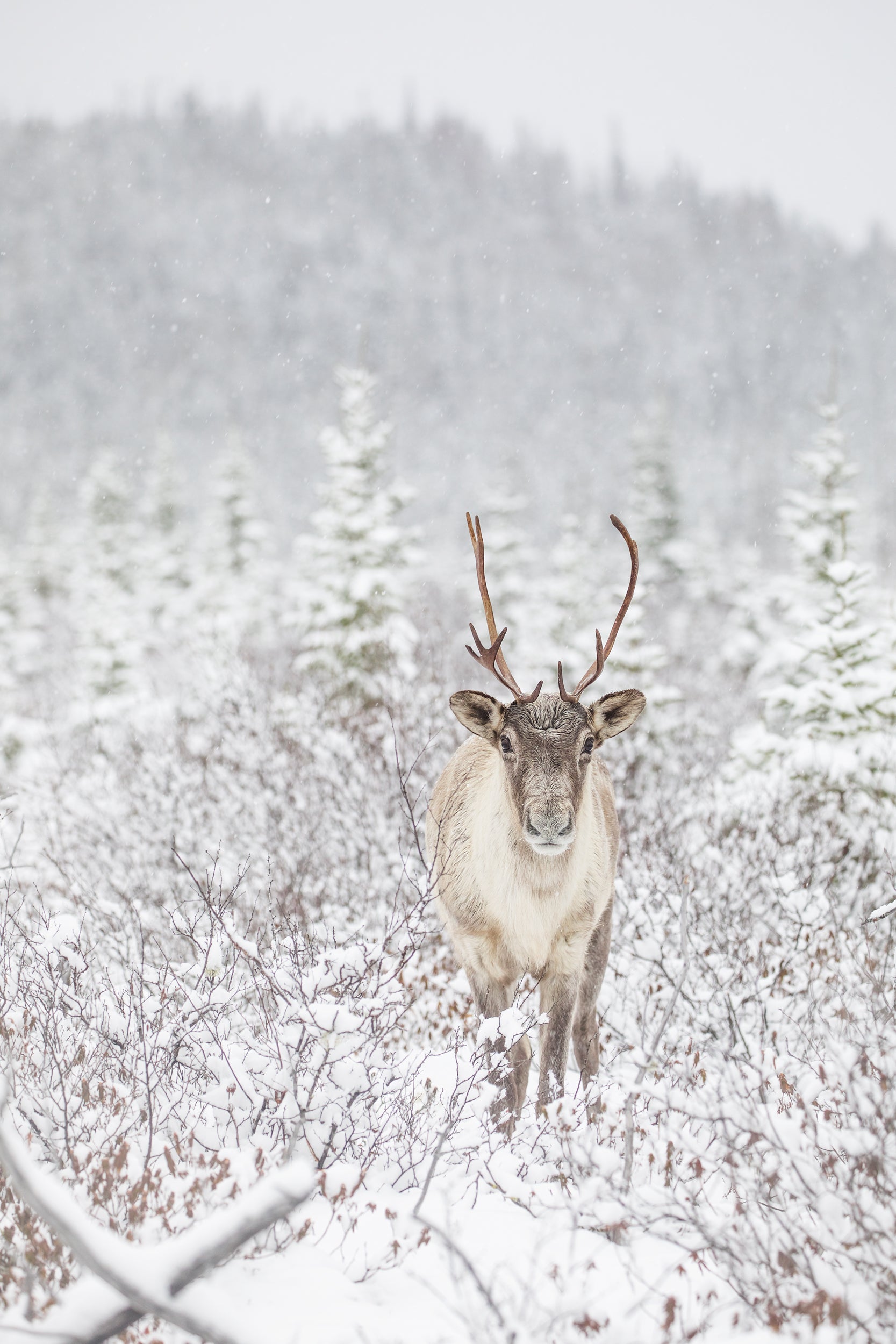 Caribou forestier 035