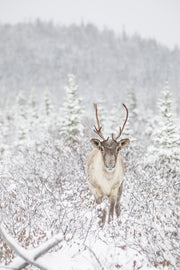 Caribou forestier 035