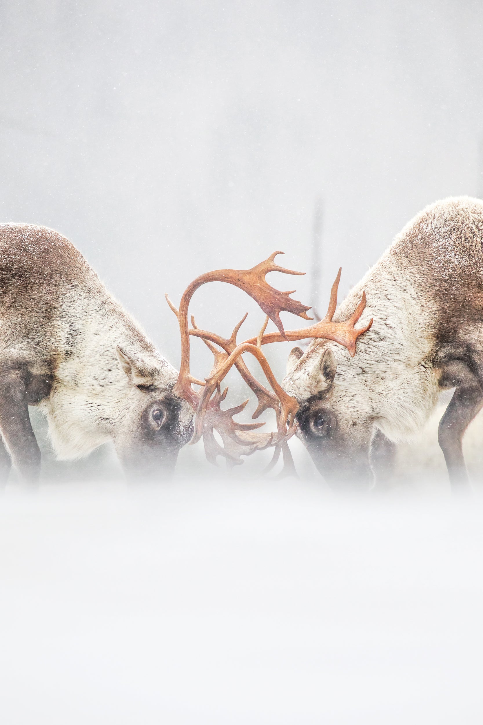 Caribou forestier 036