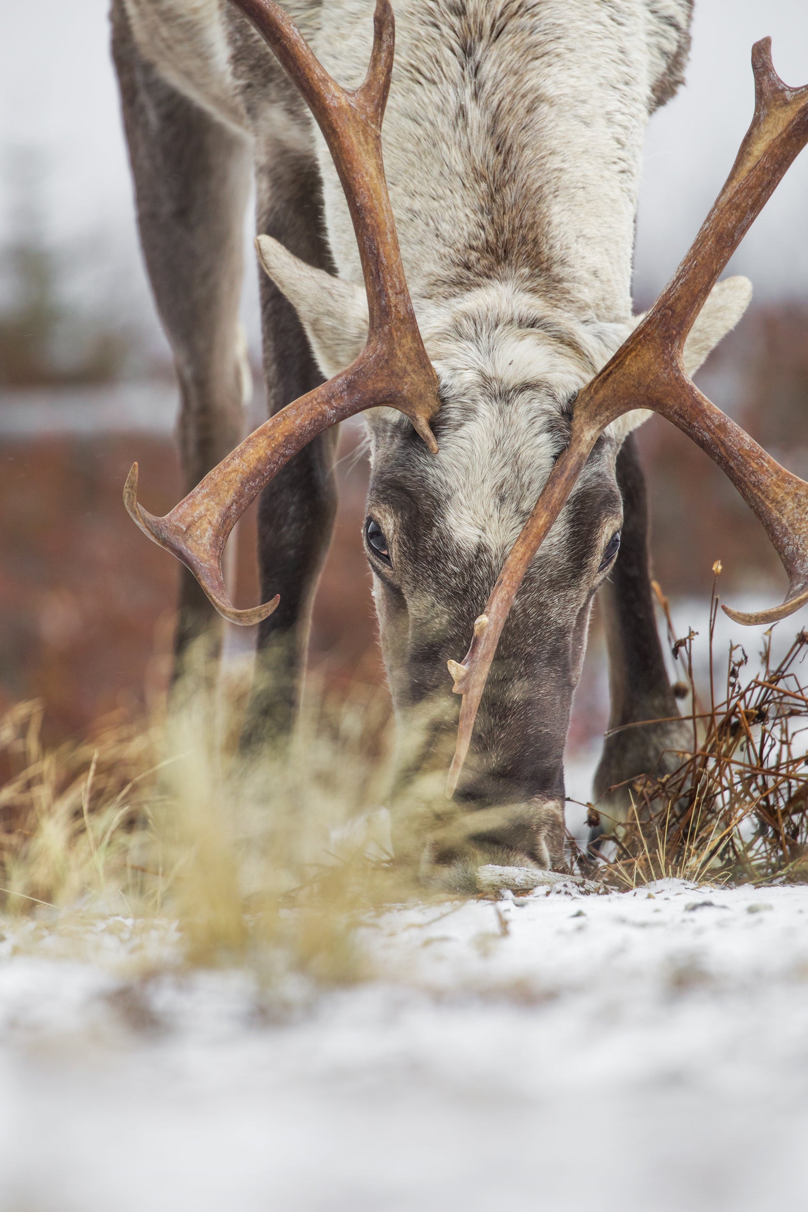 Caribou forestier 037