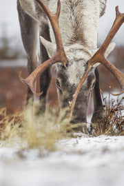 Caribou forestier 037