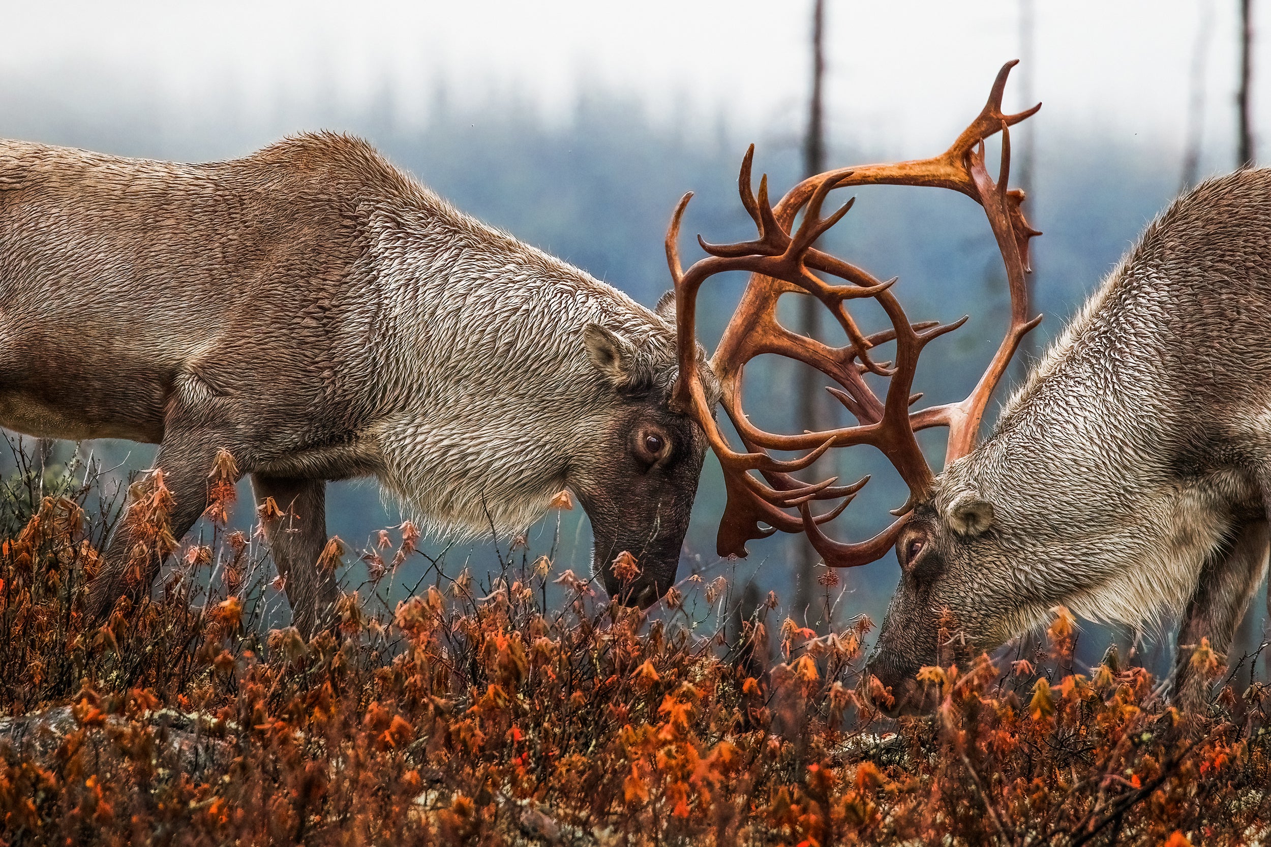 Caribou forestier 038