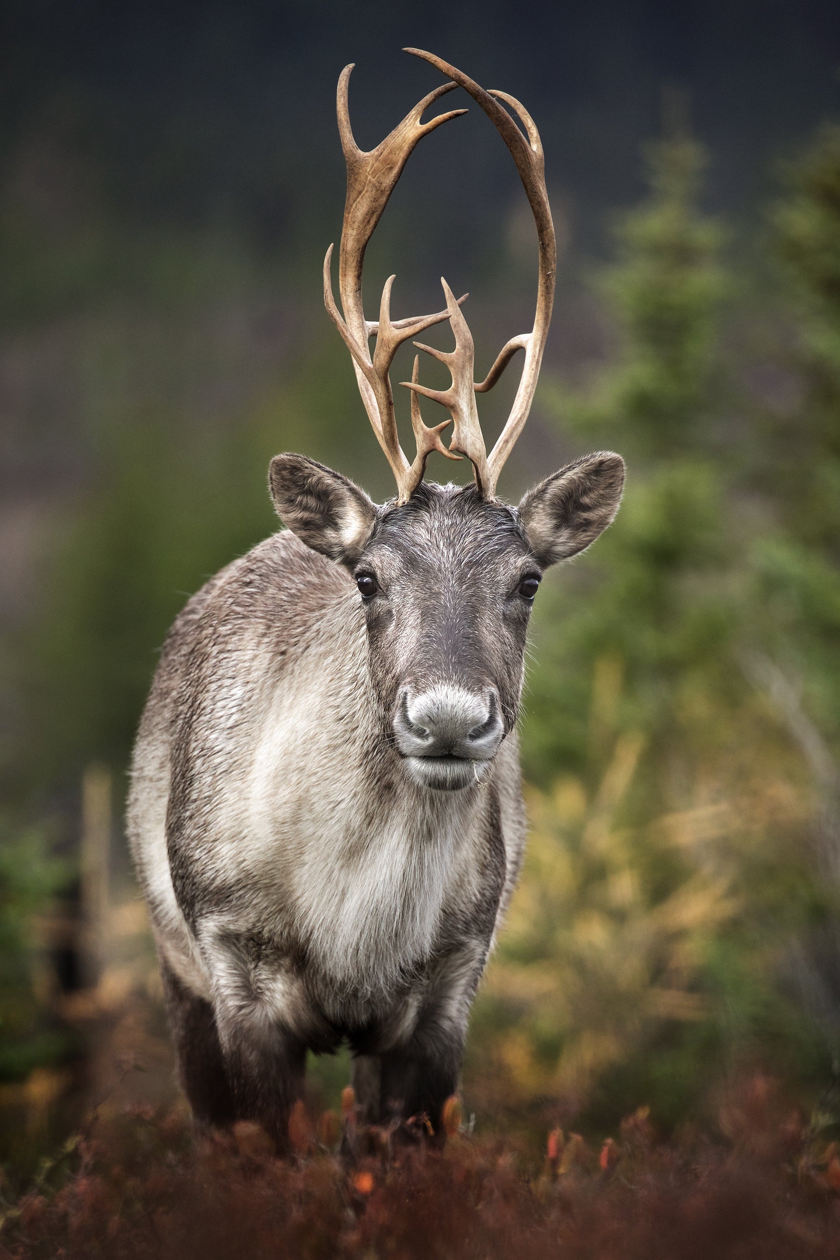 Caribou forestier 039