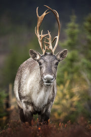 Caribou forestier 039