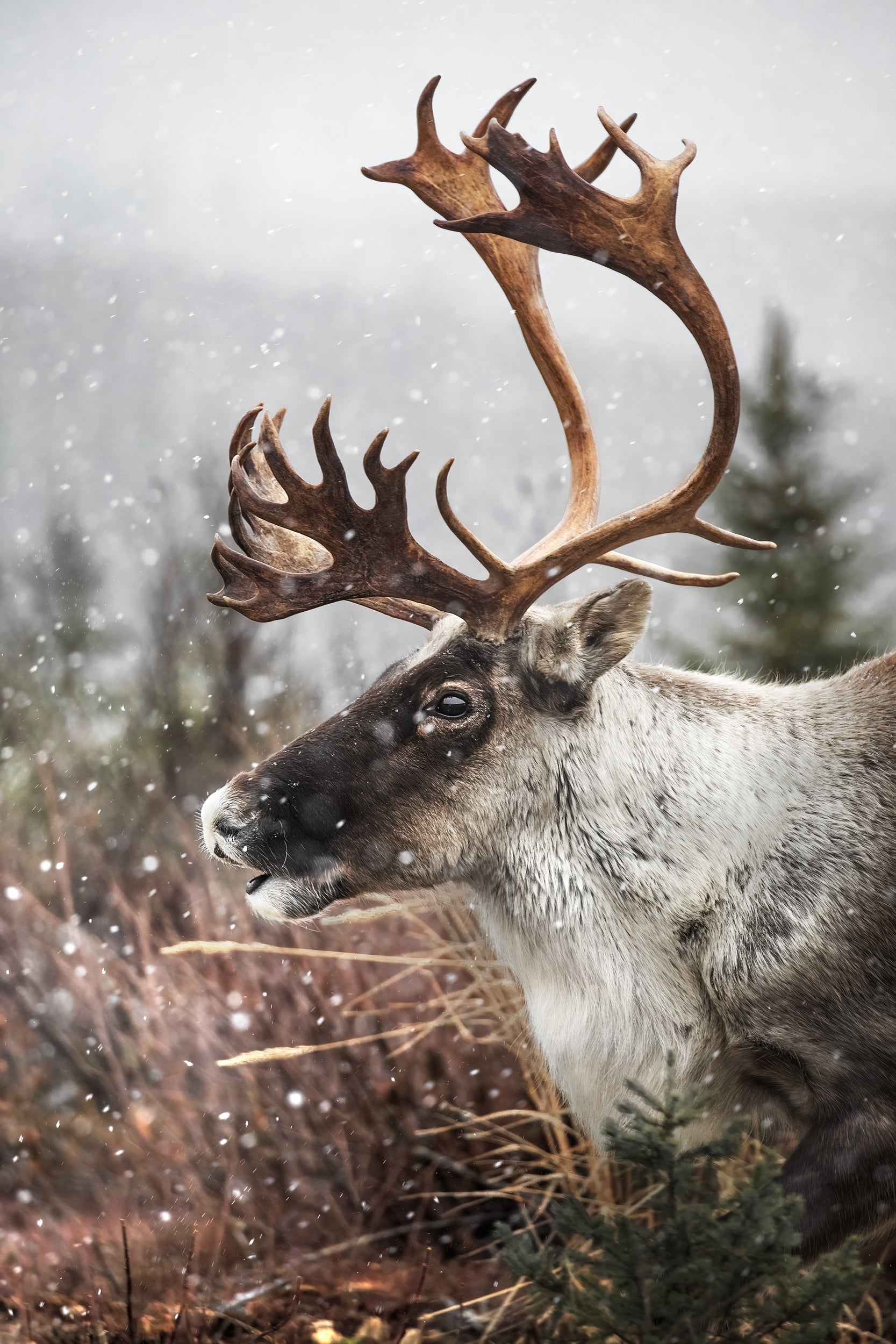 Caribou forestier 040