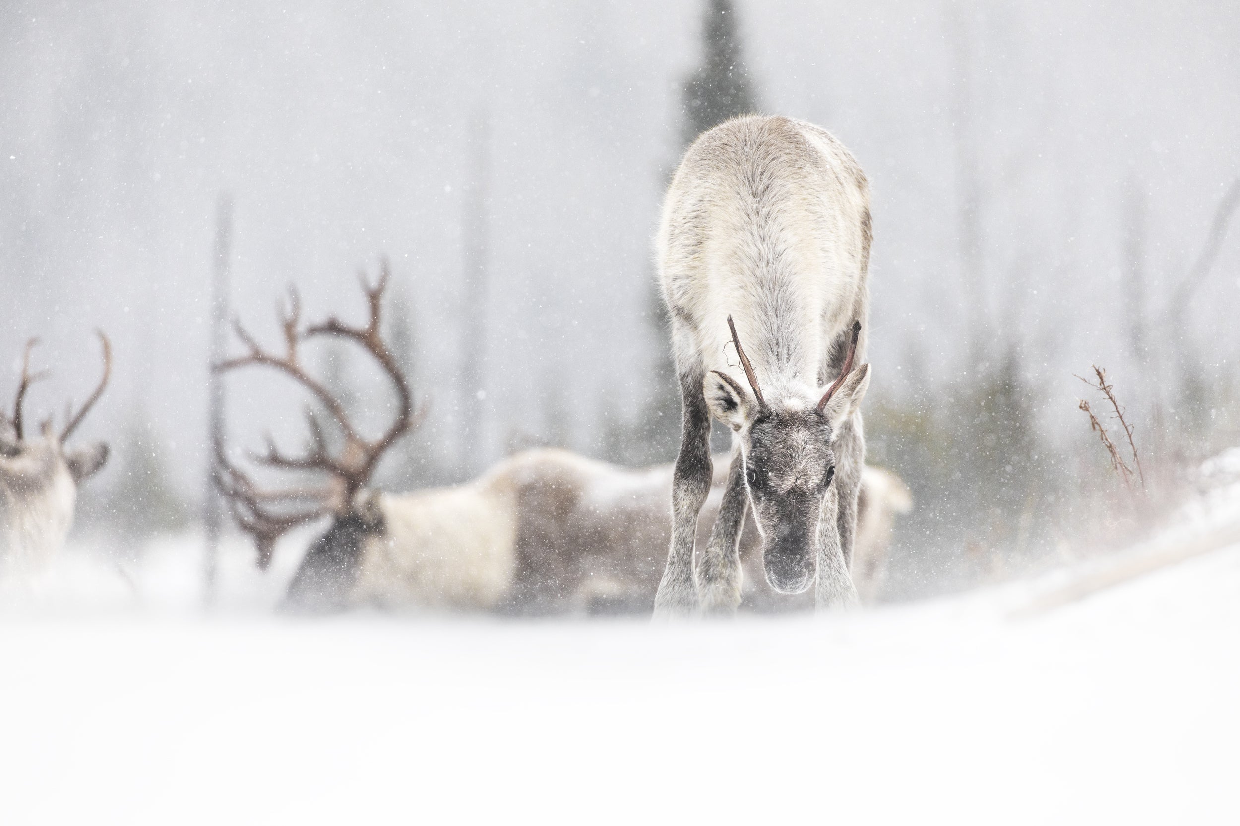 Caribou forestier 041