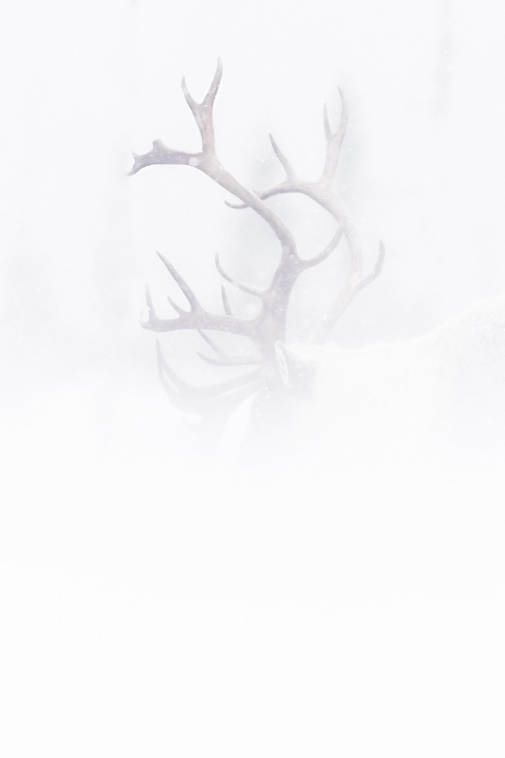 Caribou forestier 042