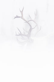 Caribou forestier 042