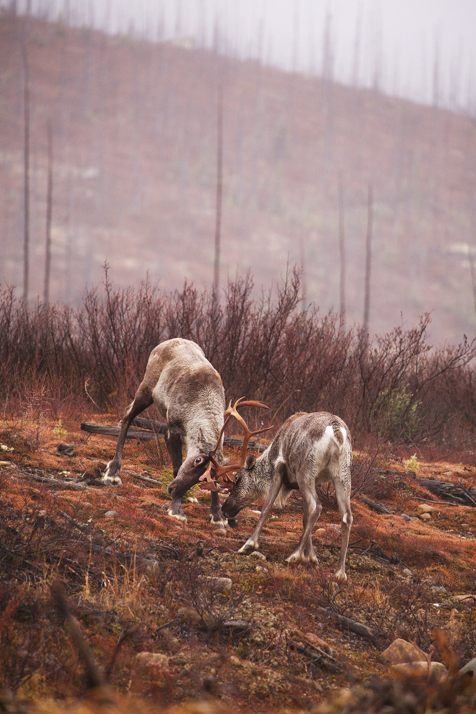 Caribou forestier 044