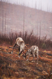 Caribou forestier 044