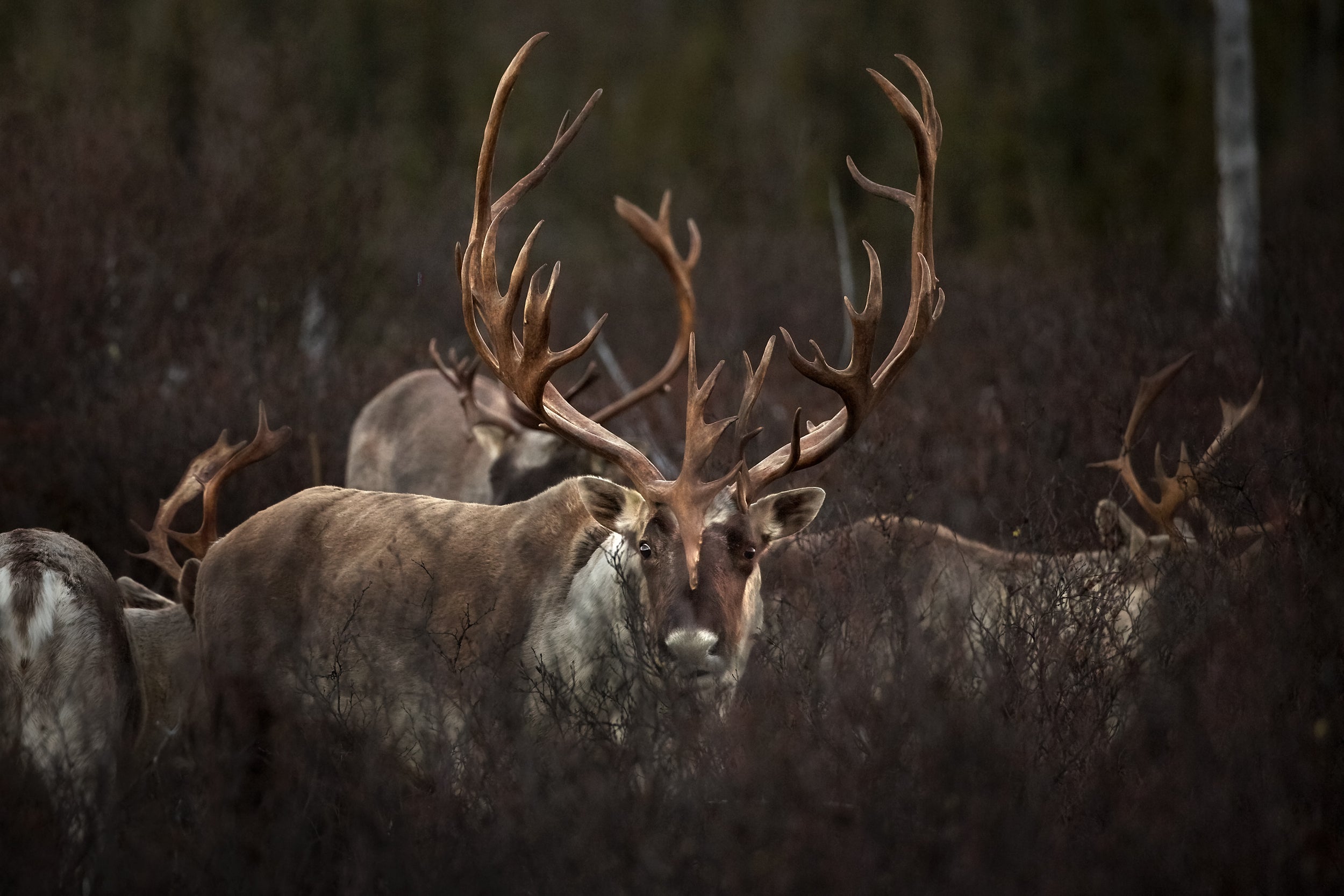 Caribou forestier 045