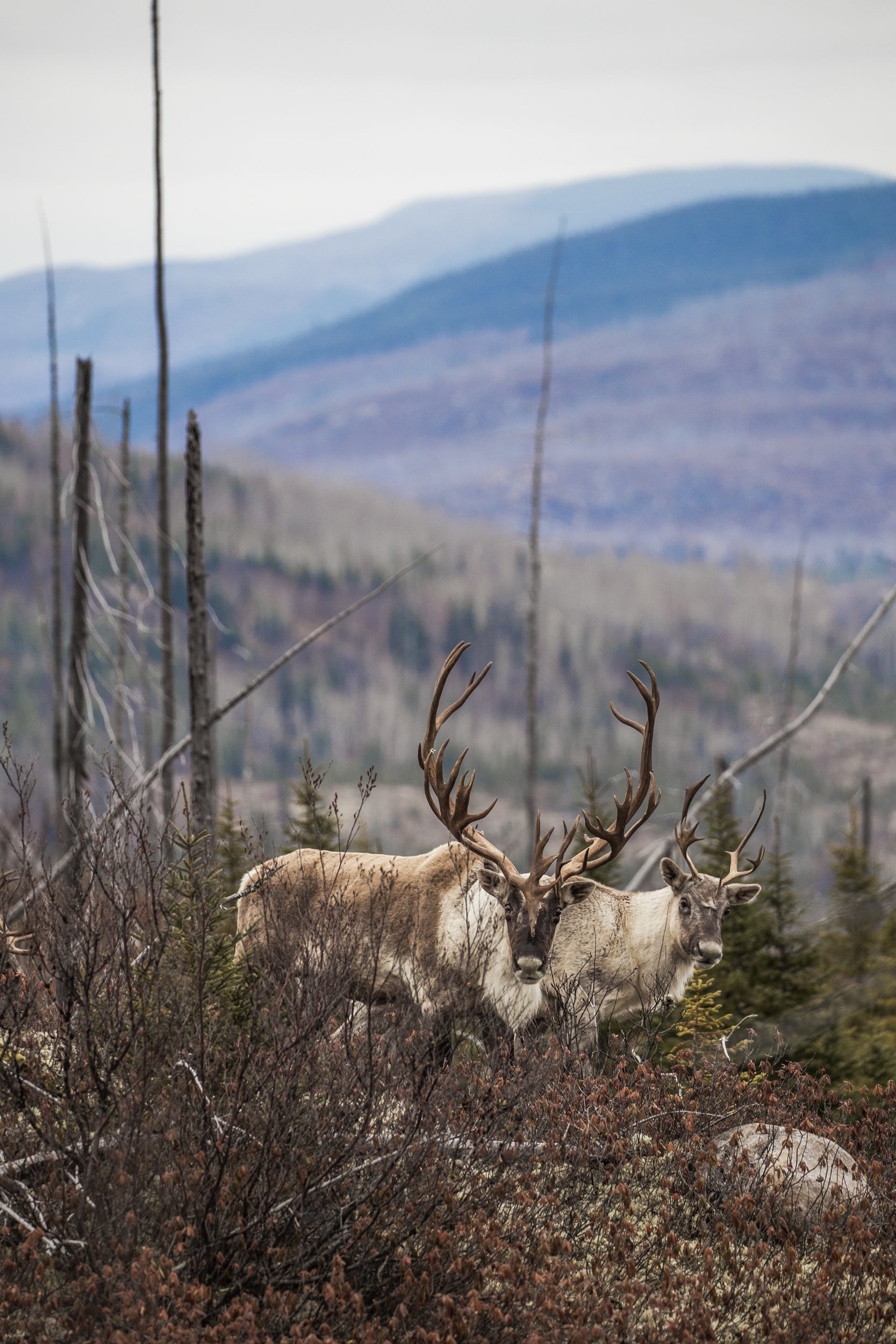 Caribou forestier 049