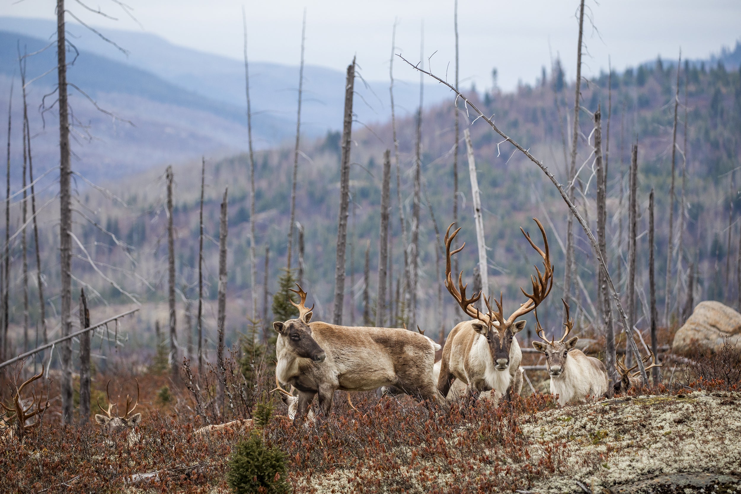 Caribou forestier 051
