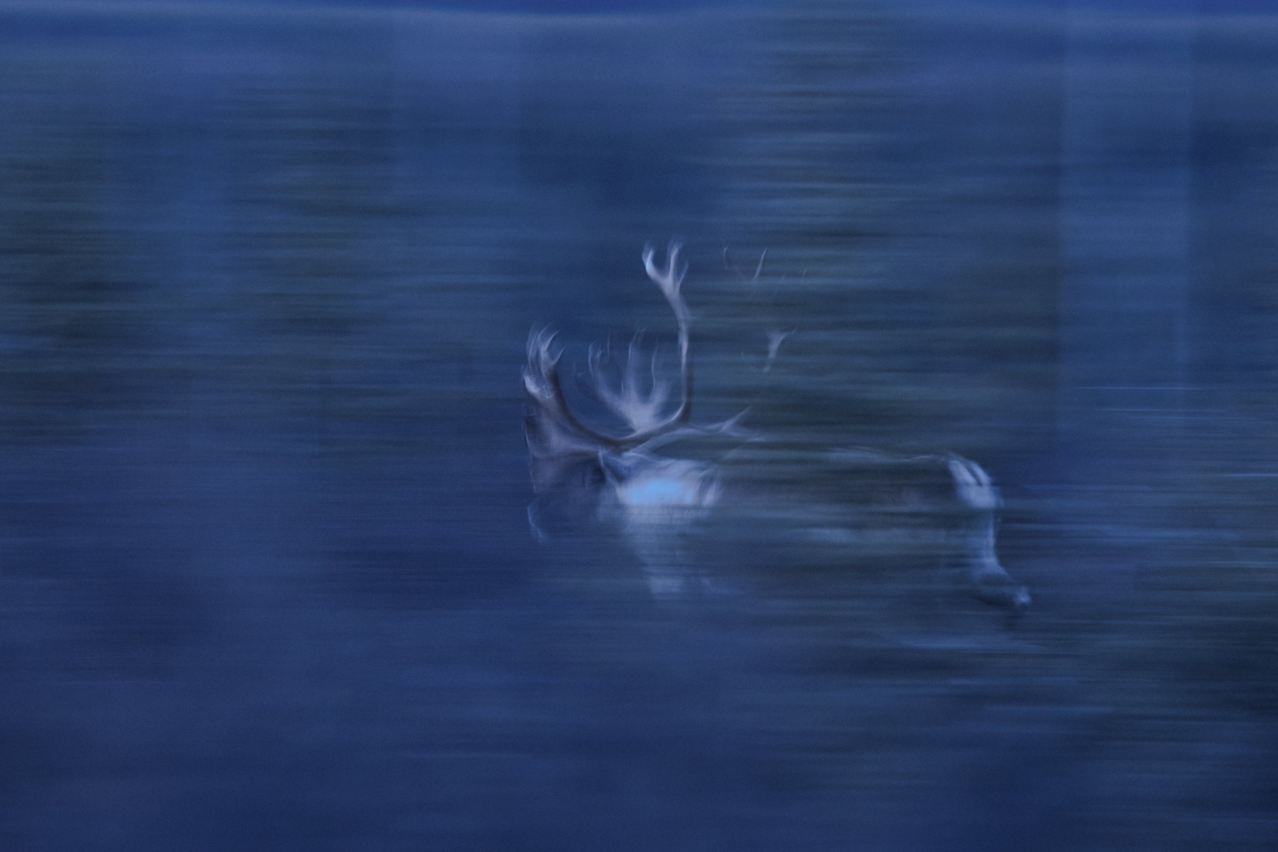 Caribou forestier 054