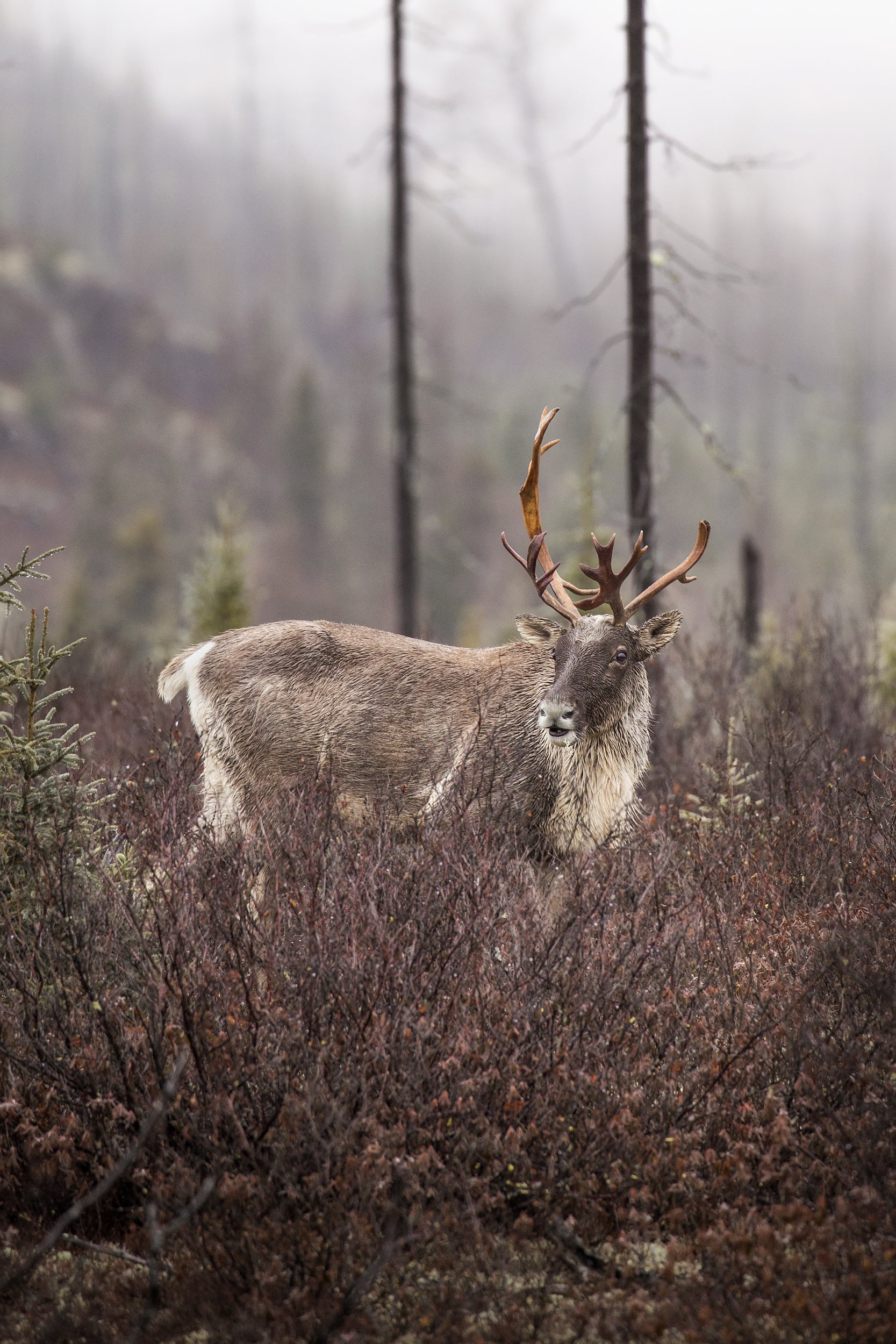 Caribou forestier 056