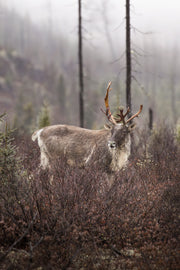 Caribou forestier 056