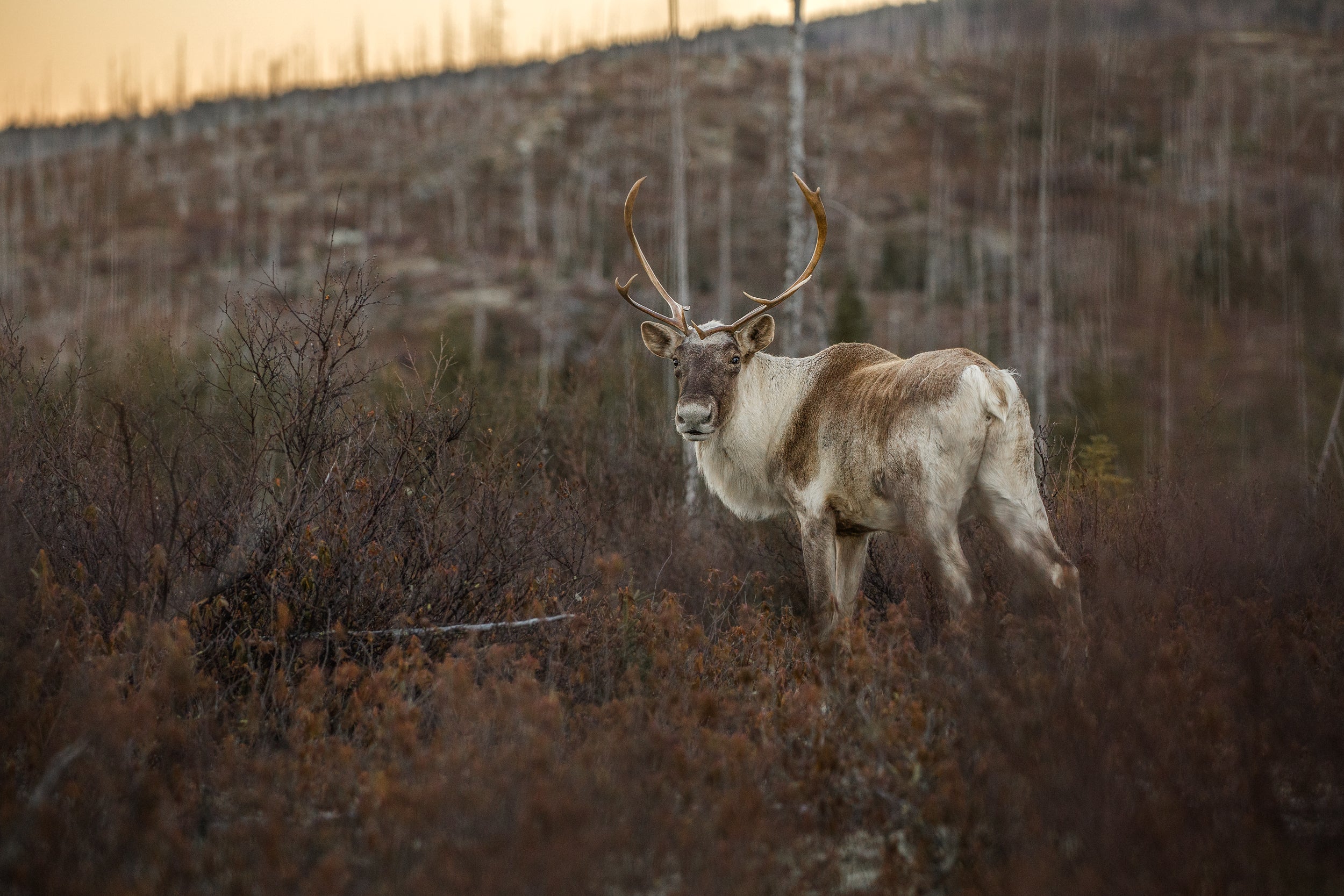 Caribou forestier 057