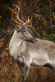 Caribou forestier 058