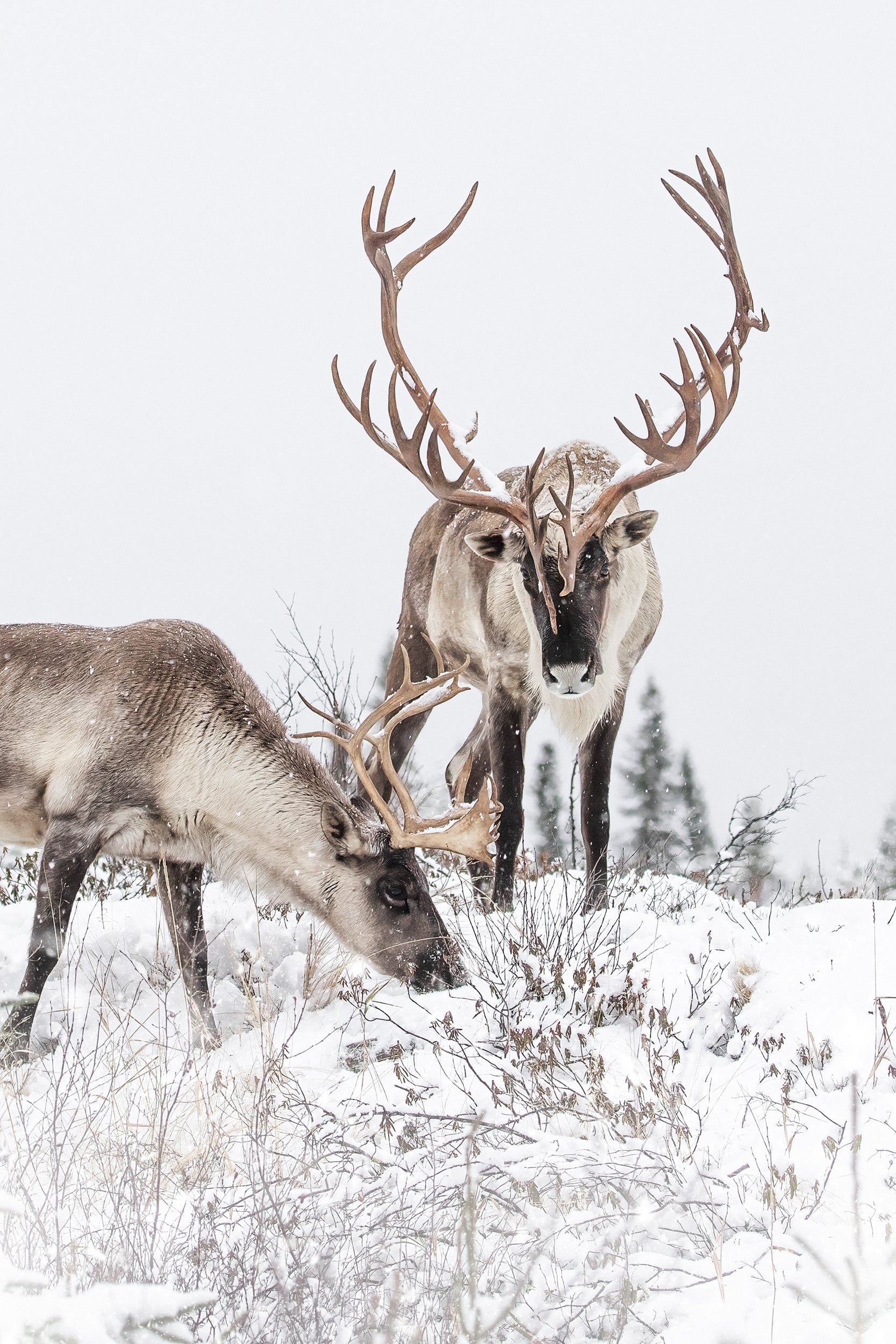 Caribou forestier 059