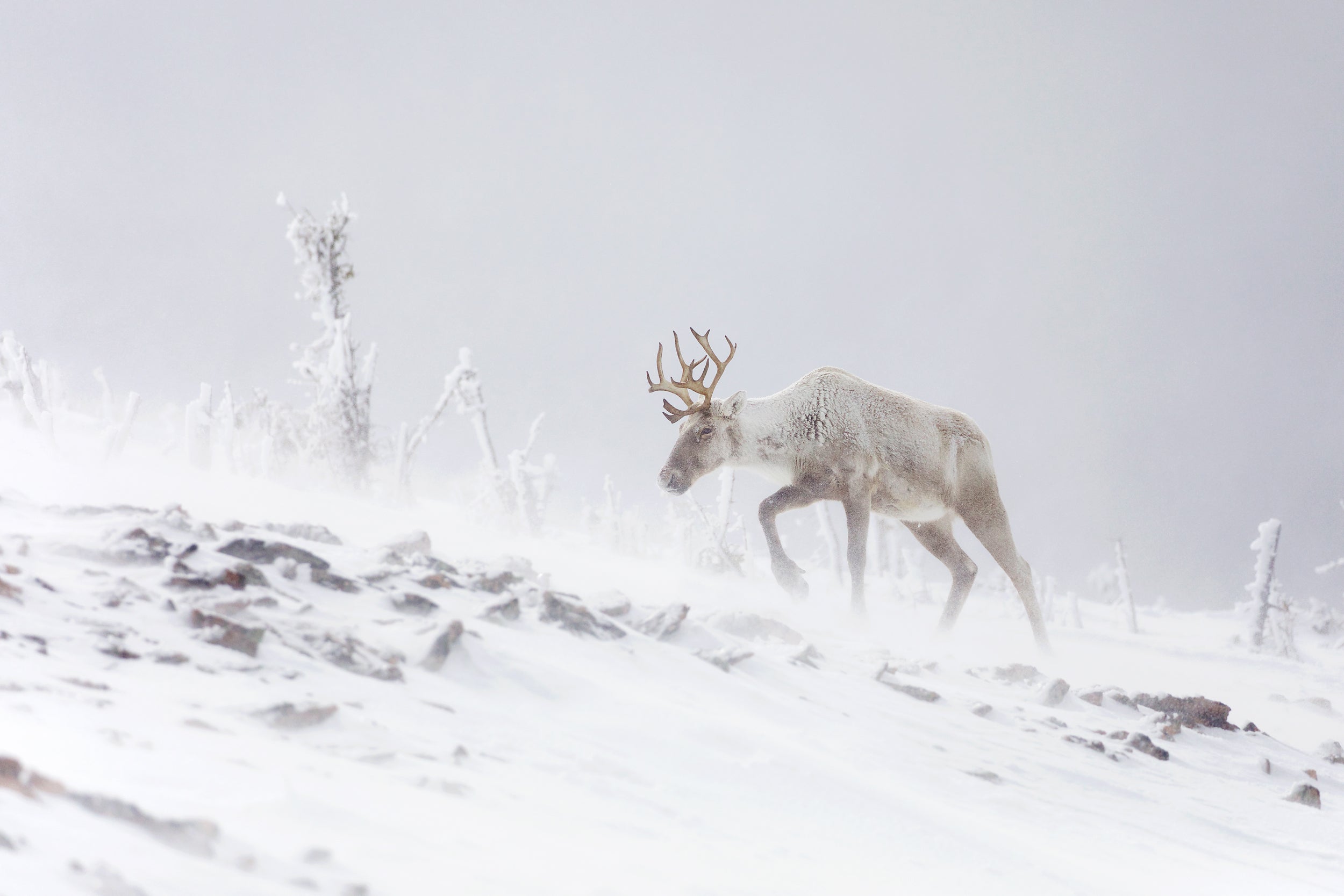 Caribou montagnard 006