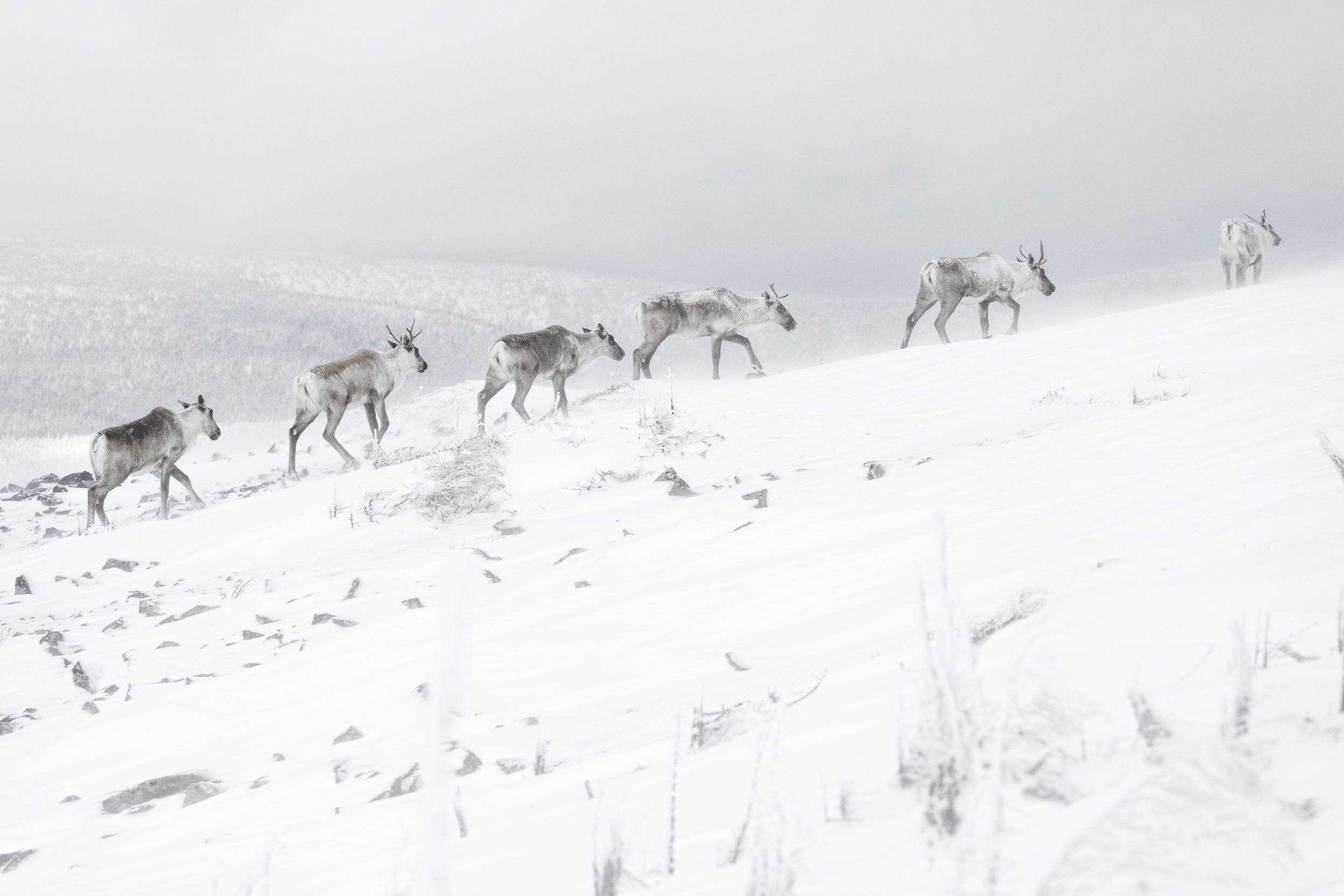 Caribou montagnard 007