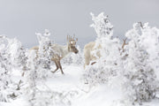 Caribou montagnard 011