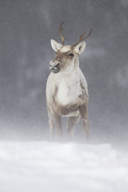 Caribou montagnard 013