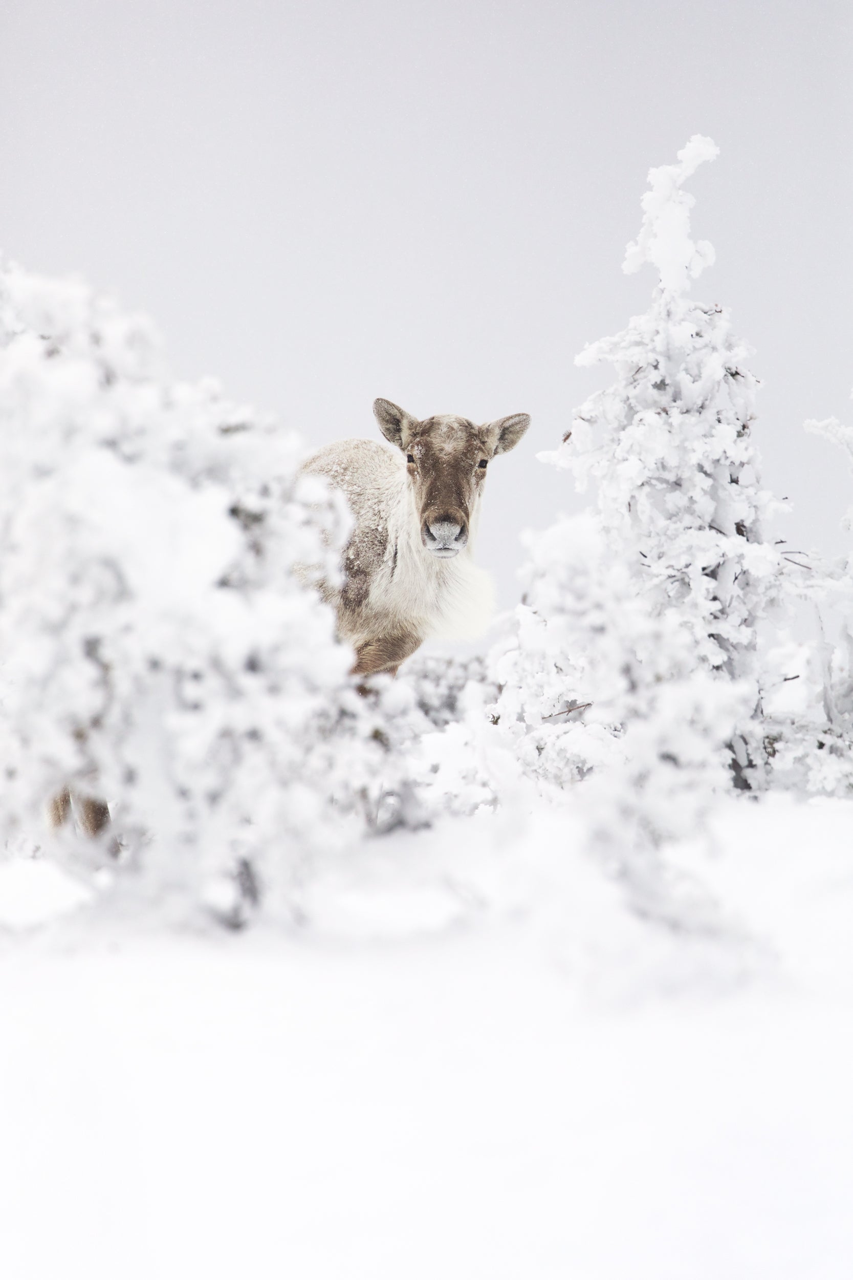 Caribou montagnard 014